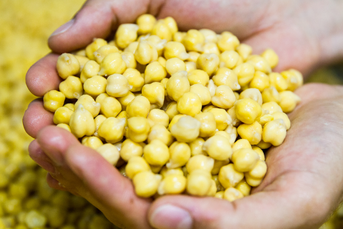 Raw Chickpeas held in hand